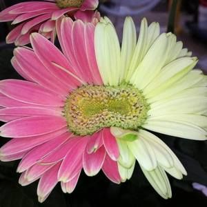 Meet your Posher, Gigi